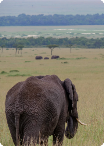 élephant afrique HEYME worldpass