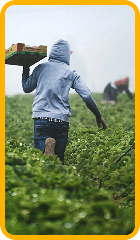 assurance PVT et WHV