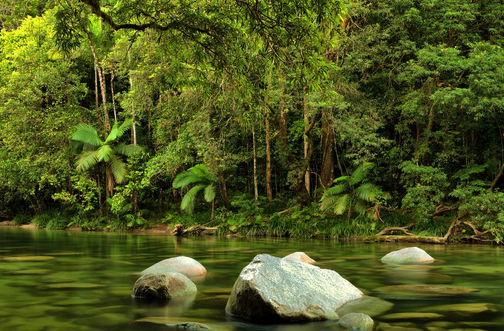 Forêt de Daintree, Queensland, Australie