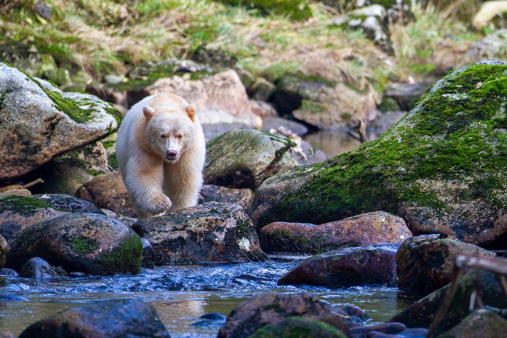 Forêt pluviale du Grand Ours, Colombie britannique, Canada