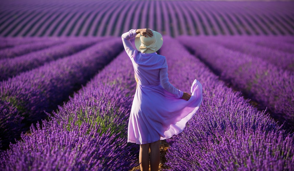 Le plateau de Valensole