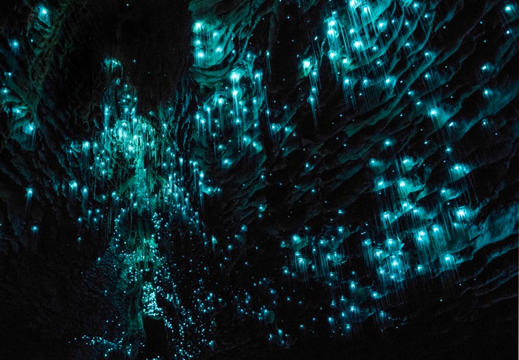 Waitomo Glowworm Caves - HEYME Worldpass