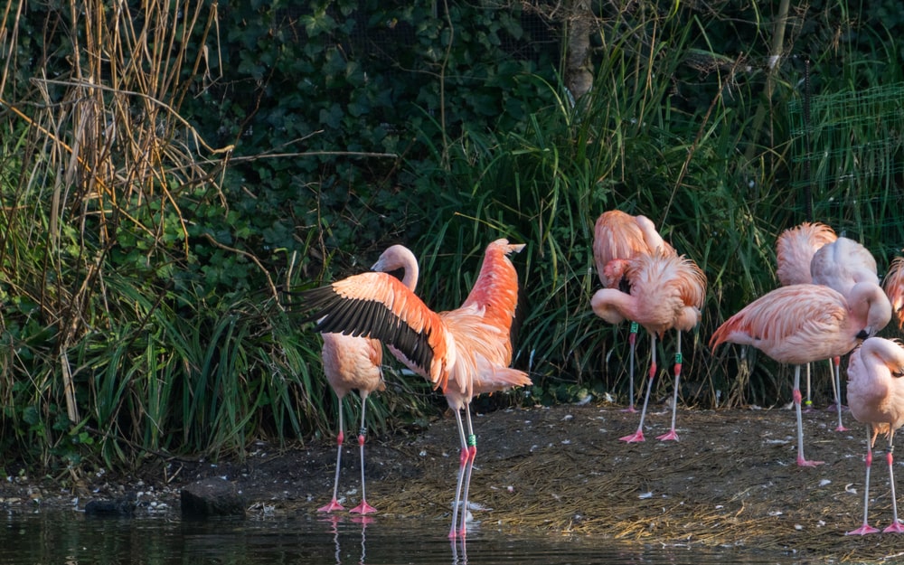 voldelpark à amsterdam